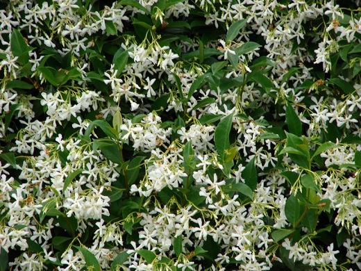 Confederate Jasmine-Bush 3G [NOT STAKED]